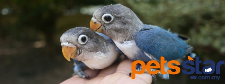 Masked Love Bird